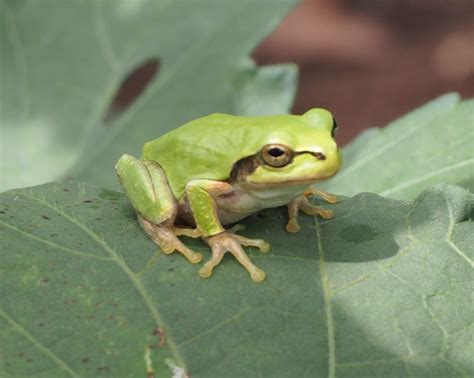 Japanese tree frog | かわいいカエル, カエル イラスト, 両生類