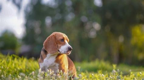 Gu A Sobre El Perro Beagle Origen Caracter Sticas Cuidados