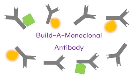 Build A Monoclonal Antibody Gcse Biology Teaching Resources