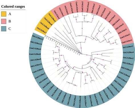 Genome Wide Identification And Expression Analysis Of Ga20ox And Ga3ox Genes During Pod