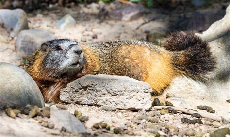 Cacca di marmotta tutto ciò che avresti sempre voluto sapere