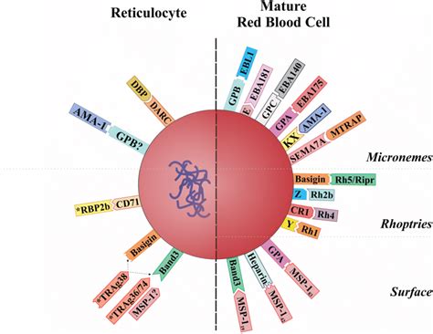 Plasmodium Vivax And P Falciparum Merozoite Host Cell Adhesion Download Scientific Diagram