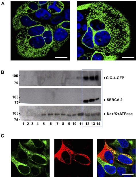 HClC 4 GFP Localizes To The ER In Transfected HEK293 Cells A Confocal