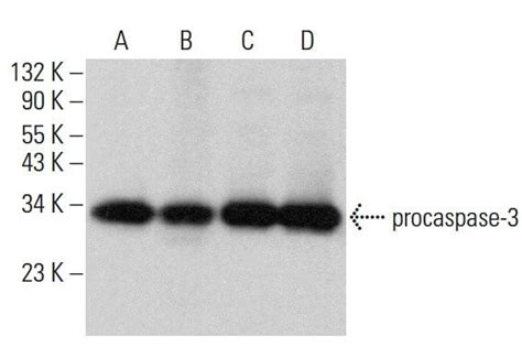 Caspase P Antibody B Scbt Santa Cruz Biotechnology