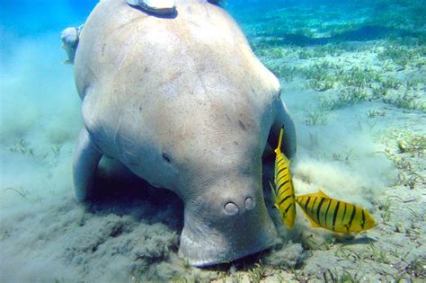 7 Fakta Menarik Tentang Dugong Ikan Duyung Di Dunia Nyata Haluan