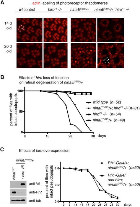 Loss Of Hiro Accelerates The Course Of Age Related Retinal Degeneration Download Scientific