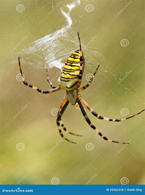 Striped Yellow Spider On A Web Royalty Free Stock Photos - Image: 25562318