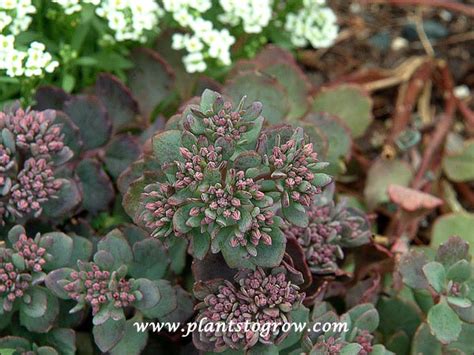 Cliff Stonecrop Hylotelephium Cauticola Plants To Grow Plants