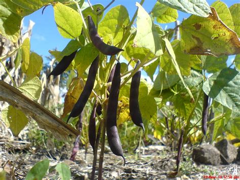 Planta De Frijol Negro