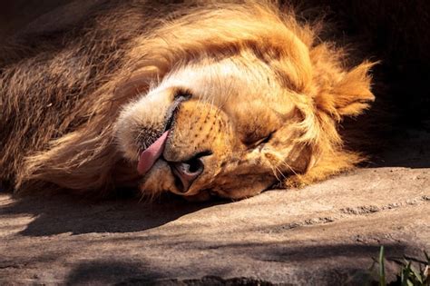 Premium Photo Close Up Of Lion Sleeping On Rock