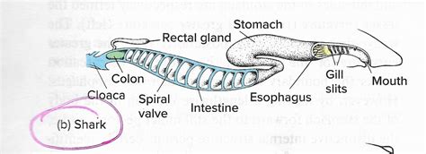 Shark Digestive System