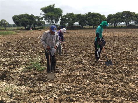 Lambayeque Inician Siembra Temporal De Hect Reas De Frijol Caup