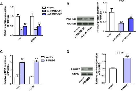 Detection Of Knockdown And Overexpression Of Pimreg Efficiency Rt Qpcr