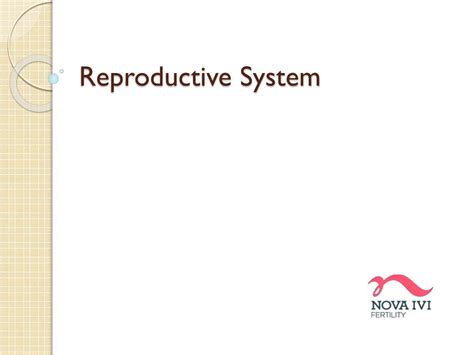 Ppt Reproductive System Powerpoint Presentation Free Download Id