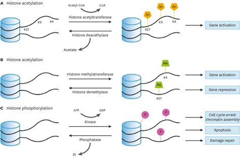 A Schematic Diagram Of Histone Modification A Histone Acetylation