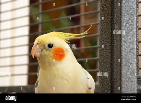 Detailed Shallow Focus Of An Adult Mail Cockatiel Seen In His Opened