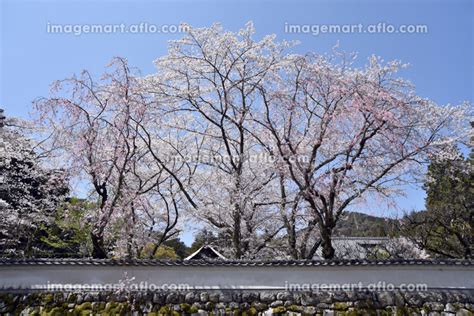 春の三井寺 境内の桜 滋賀県大津市の写真素材 143859954 イメージマート