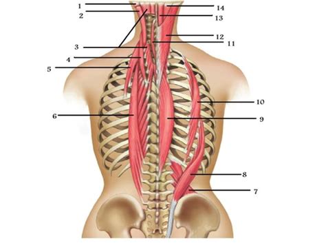 Muscles That Move The Head Vertebral Column And Abdominal Wall