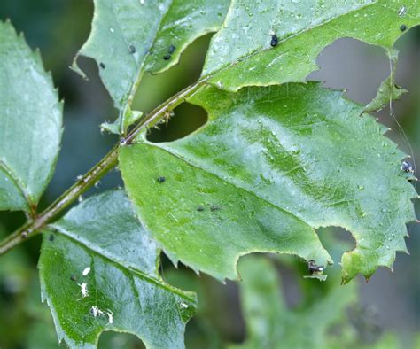 Rose Pests Expert Tips To Protect Your Plants Homes Gardens