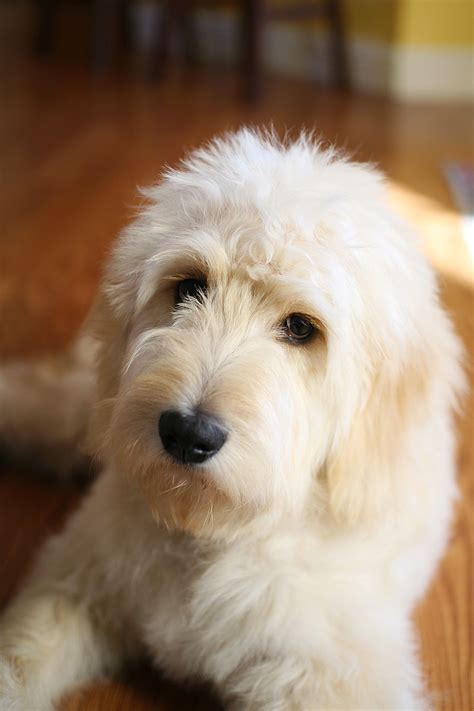 Adorable 5 Month Old Goldendoodle