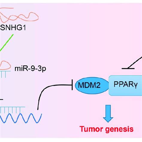 Silencing Snhg1 Inhibits Bladder Cancer Cell Proliferation And Promotes