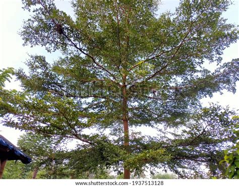 Bucida Buceras Tree Growing Garden Stock Photo (Edit Now) 1937513128