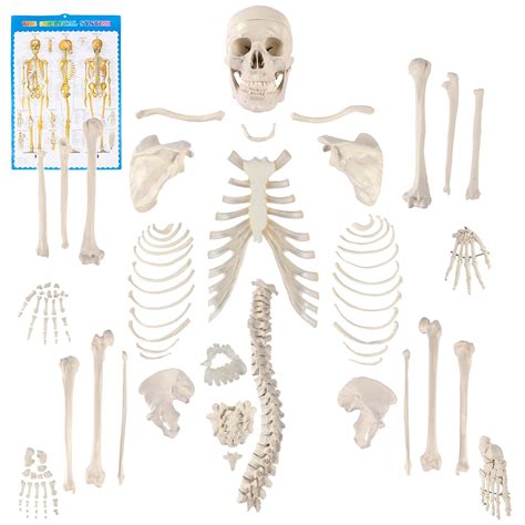 Skull Skeleton Anatomy