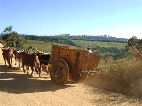 Tradições Populares Das Vertentes Carro De Bois Carro De Boi