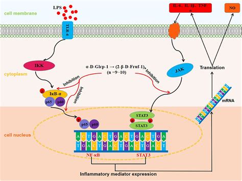 Frontiers Anti Inflammatory Effects And Molecular Mechanisms Of