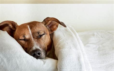 Should I co-sleep with my dog? | Move Your Doggie