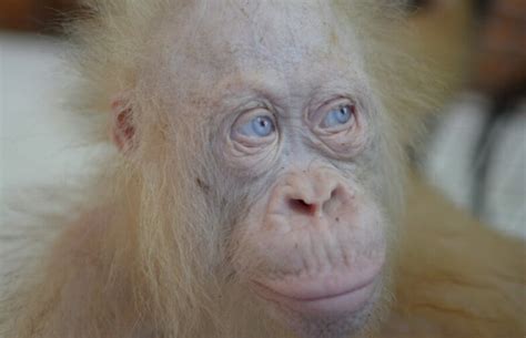 Albino Orangutan World Wire