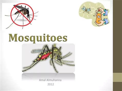 Ppt Mosquitoes Powerpoint Presentation Free Download Id1927963