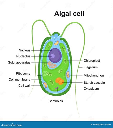 Vector Illustration Of Eukaryotic Algal Cell Educational Infographic