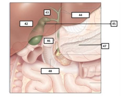 Biliary System Exam Flashcards Quizlet