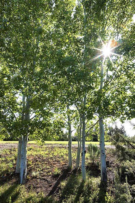 22 Fast Growing Shade Trees To Plant In Your Yard Bob Vila 44 OFF