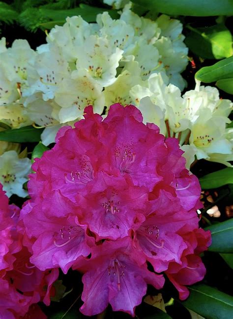 Rhododendron Colors Photograph by Darrell MacIver - Fine Art America