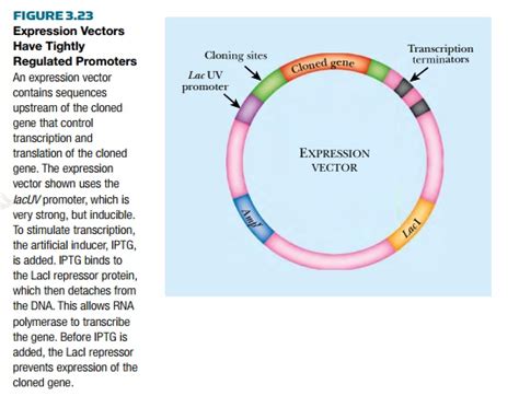 Features of Expression Vectors