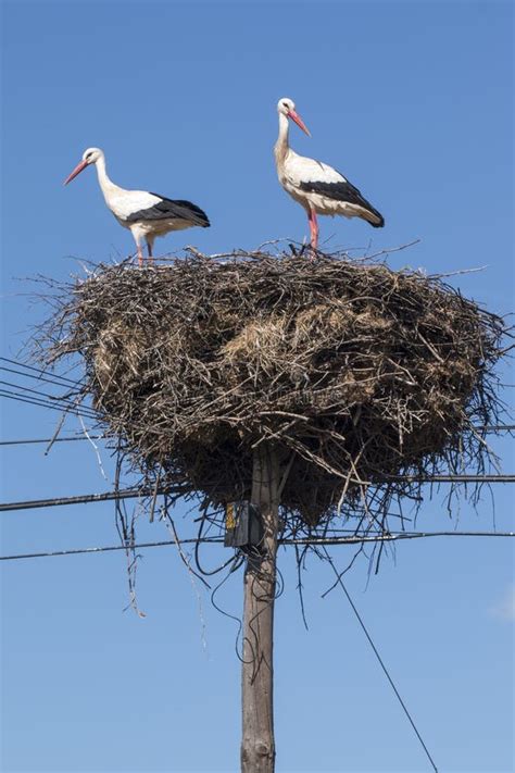 Two White Storks On The Nest Stock Photo Image Of Wild Electricity