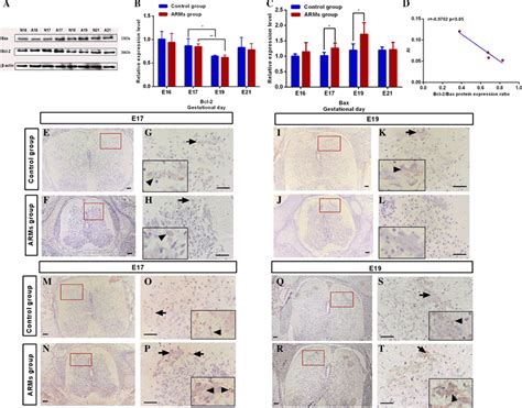 Western Blot And Immunohistochemical Analysis Of Bcl 2 And Bax In The Download Scientific