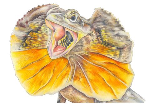 Frilled Neck Lizard Hand Drawn Illustration Printed To A Etsy