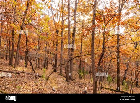 Overcast view of the fall color of a hiking trail in Lake of the Ozarks ...