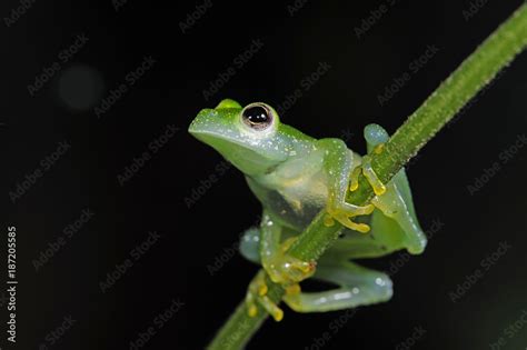 Glasfrosch Teratohyla Pulverata Powdered Glass Frog Stock Photo