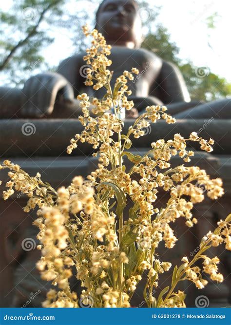 Dry Flowers For Respect Buddha Stock Photo Image Of Buddhist Buddha