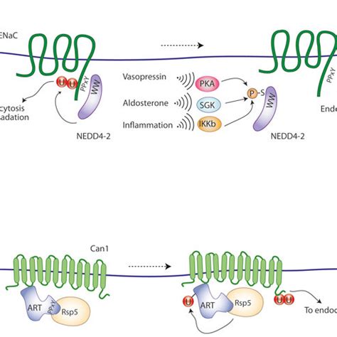 Regulation Of Channels And Transporters By Ubiquitination A ENaC