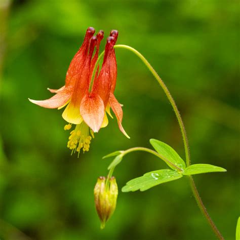 Eastern Red Columbine Growing Aquilegia Canadensis A Wild Perennial