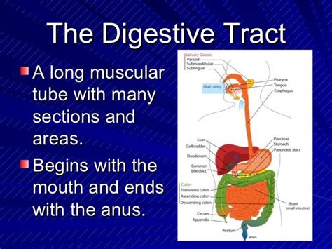 The Digestive System Powerpoint