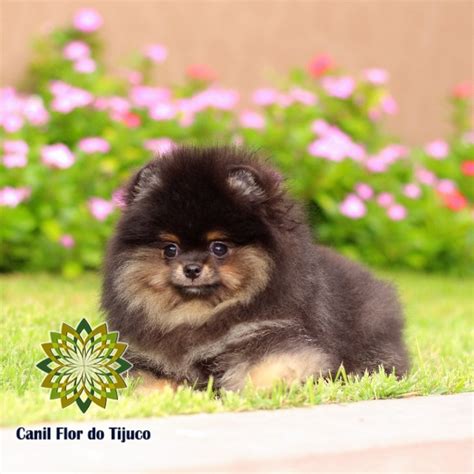 Lulu da Pomerânia Preto Micro Pet Shop Flor do Tijuco