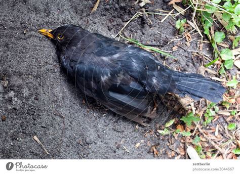 Two dead birds Blackbird - a Royalty Free Stock Photo from Photocase