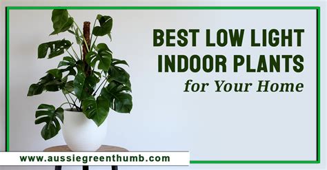 9 Best Low Light Indoor Plants for Your Home - AGT