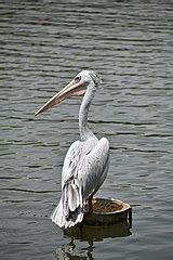 Category Pelecanus Rufescens Wikimedia Commons